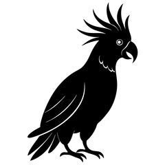 Obraz premium black and white cockatoo