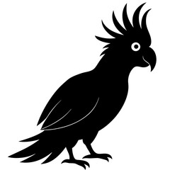 black and white macaw ara © Chandro Protap Ray 