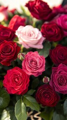 Obraz premium A vibrant display of red and pink roses, symbolizing love and beauty, surrounded by lush green leaves.