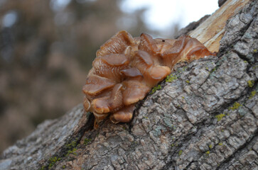 mushroom on bark of tree