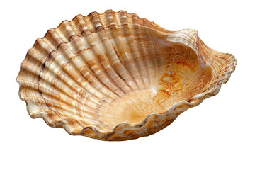 Beautiful seashell displayed on a white background highlighting its intricate patterns and textures