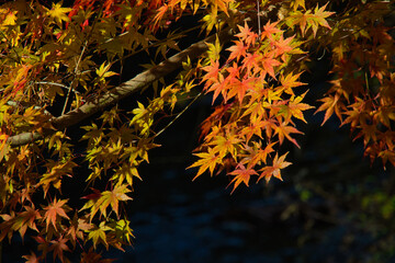 御岳渓谷の紅葉