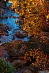 御岳渓谷の紅葉