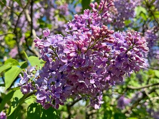 Obraz premium Spring lilac blossom flowering bush