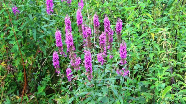 Purple Loosestrife, also called Lythrum salicaria