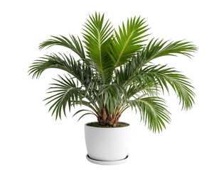 Obraz premium palm tree isolated on white background