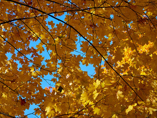 Yellow Autumn background or texture. Bright maple leaves as backdrop and texture