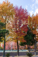 日本の岡山県岡山市のとても美しい秋の紅葉