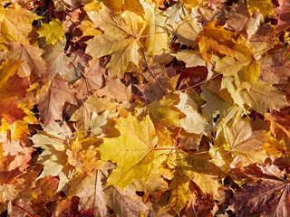 Yellow Autumn background or texture. Bright maple leaves as backdrop and texture