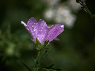 Beautiful wild pink flower with drops after rain