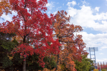 日本の岡山県岡山市のとても美しい秋の紅葉