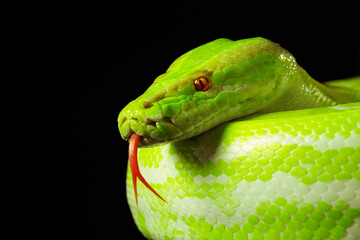 Giant wooden green snake python, on dark isolated background