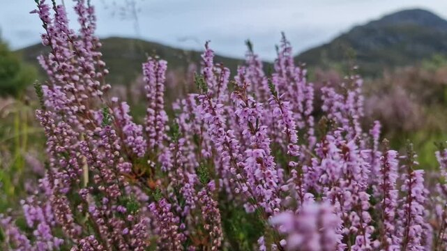 plant heather Caluna vulgaris in  autumn wind in the Scottish Highlands