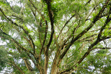 Obraz premium Green leaf and tree branch in tropical garden