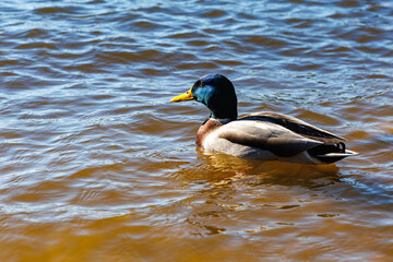Fototapeta premium young ducks and drakes in lake with blue dark background with sun rays