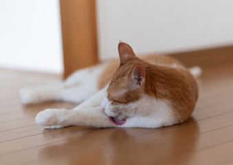 床に寝転んで毛づくろいをする可愛い猫　茶トラ白