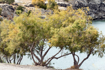 Fototapeta premium Tamariks at the Lake Acigol (lit means bitter lake), a volcanic maar lake in a crater formed by an explosion in the volcanic area in the southeast of Karacadağ in Karapınar district of Konya province.