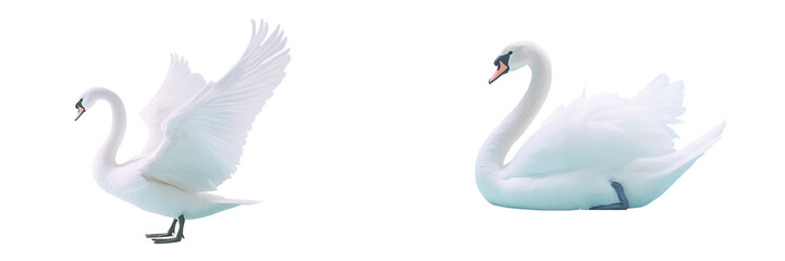 Fototapeta premium Set of a swan, isolated on a transparent background.