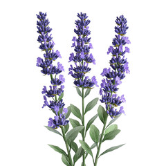 Obraz premium Vibrant Purple Flowers with Green Leaves Arrangement Isolated on transparent background