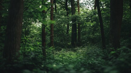 Obraz premium Lush green foliage covering forest floor in dense woods