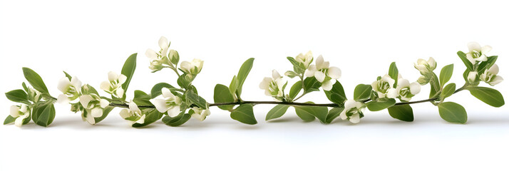 Fototapeta premium A sprig of white flowers and green leaves on a white background