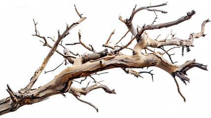 Fototapeta premium A dry tree branch isolated on a white background, featuring broken branches.