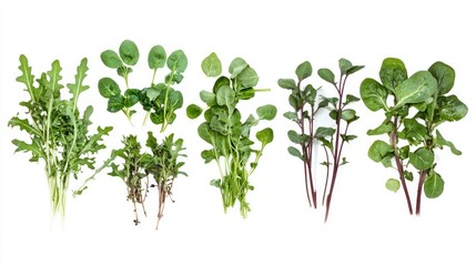 Obraz premium Selection of mixed greens, arugula and baby spinach, transparent background 