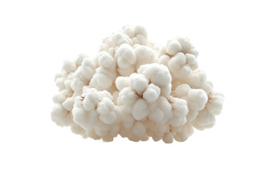 Soft and Fluffy White Fungi on White Background Isolated on transparent background