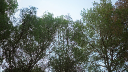 Trees with lush green foliage forming a canopy against a clear blue sky in an outdoor setting.
