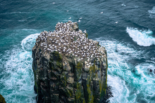 Gannets on Skoruvikurbjarg rocks, Langanes peninsula, North-East, Iceland