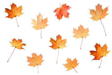 Fototapeta premium Autumn leaves on transparent background on white background.AI GENERATED