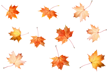 Autumn leaves on transparent background on white background.AI GENERATED