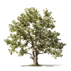 Obraz premium Lush flowering tree isolated on white.