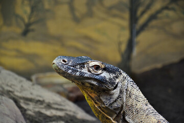 Lizards head close up while looking at the camera.