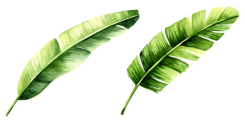 Banana leaf in watercolor, Illustration on white background.AI GENERATED