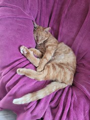 Dodo chat © Laurie
