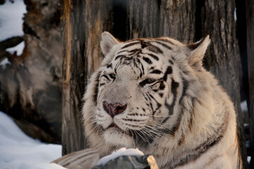 White tiger relaxed in the snowy wild woods.