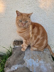 Fototapeta premium Chat