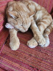 Chat roux © Laurie