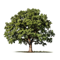 Lush green deciduous tree isolated on white. (1)