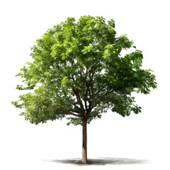 Obraz premium Lush green deciduous tree isolated on white. (1)