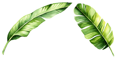 Obraz premium Banana leaf in watercolor, Illustration on white background.AI GENERATED