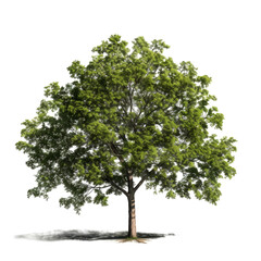 Obraz premium Lush green deciduous tree isolated on white.