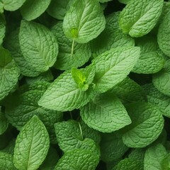 Close up of  Flying  mint leaves
