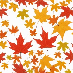 Obraz premium Collection of falling isolated autumns colored maple leaves isolated on white background
