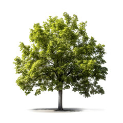 Fototapeta premium Lush green tree isolated on white. (2)