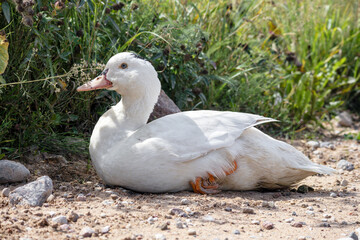 
white duck on gravel road with field flowers background