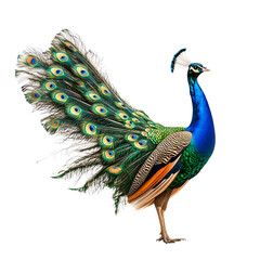 A vibrant peacock displaying its stunning feathers, isolated on a white background.