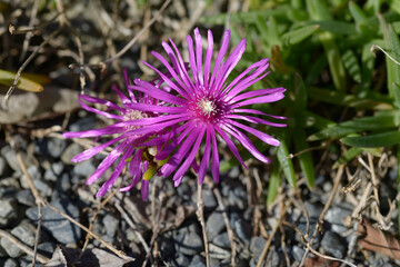 Obraz premium マツバギク