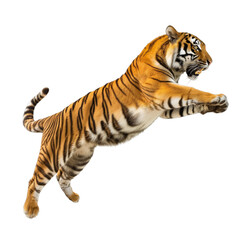 Obraz premium Tiger in a dynamic pose, isolated on white or transparent background, png clipart, design element.